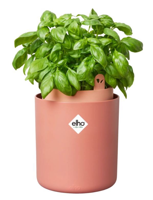 VASO BASILICO AL COPERTO - BOUNCY BASIL