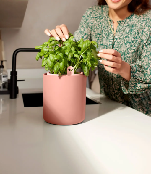 VASO BASILICO AL COPERTO - BOUNCY BASIL