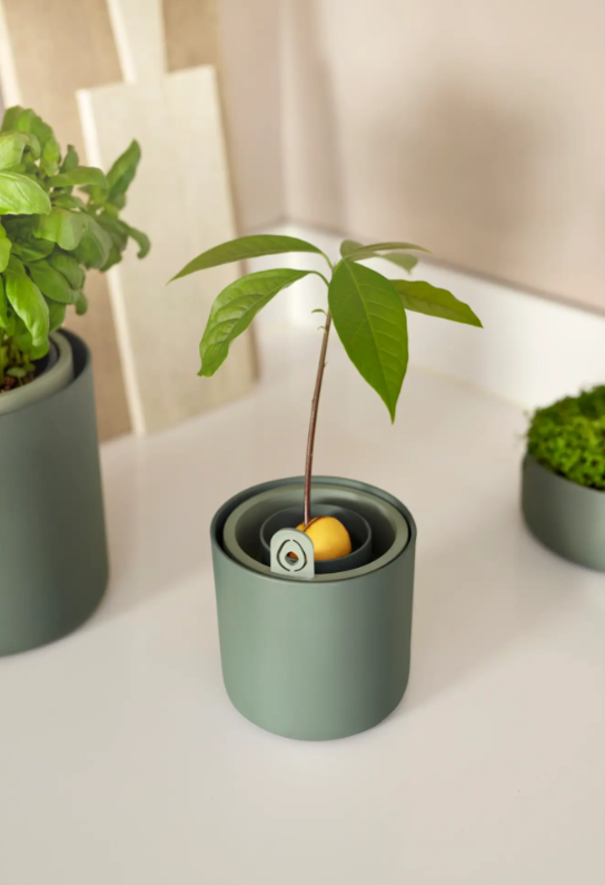 AMAZING AVOCADO POT LEAF GREEN/MOU TERRA