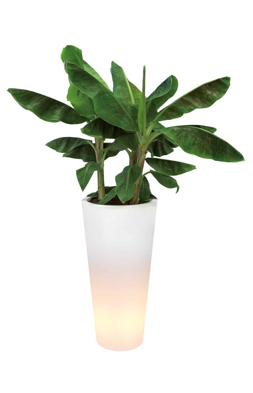 VASO LUMINOSO PURE STRAIGHT LED LIGHT (Ø45cm/50cm)